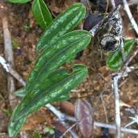 Dioscorea spicata Roth